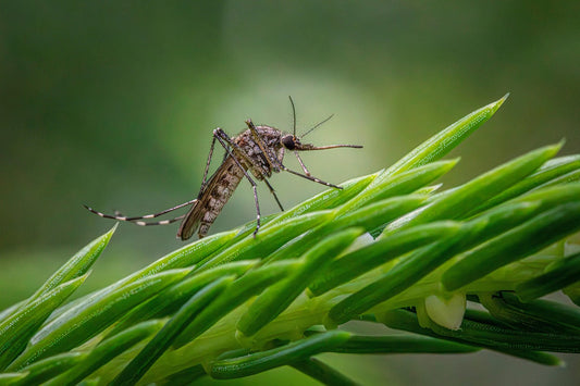 Pourquoi les moustiques piquent-ils certaines personnes plus que d’autres ?