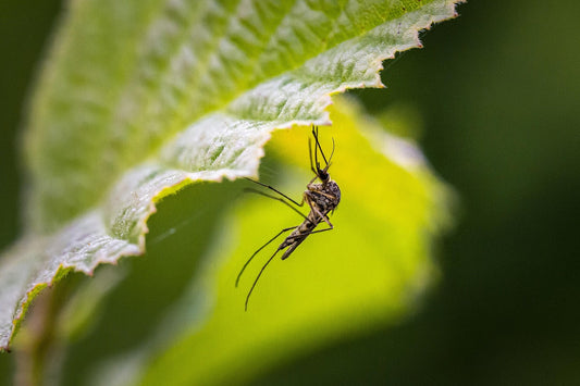 Les 5 astuces naturelles pour éloigner les moustiques