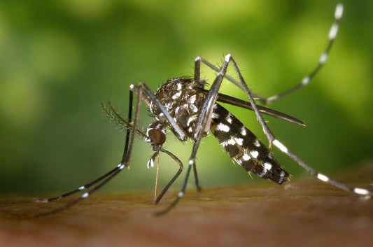 Comment éviter d’avoir trop de moustiques chez soi